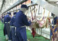 Linea spaccata macello di produzione di carne del montone della capra che trasporta intero tipo d'elaborazione fornitore